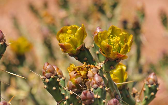 Arizona Pencil Cholla is a native perennial found only in the state of Arizona; it is found in the central and southern parts of the state. Cylindropuntia arbuscular